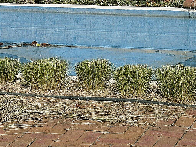 Lời khuyên cho việc cắt tỉa cỏ Fountain: Cắt lại Fountain Grass
