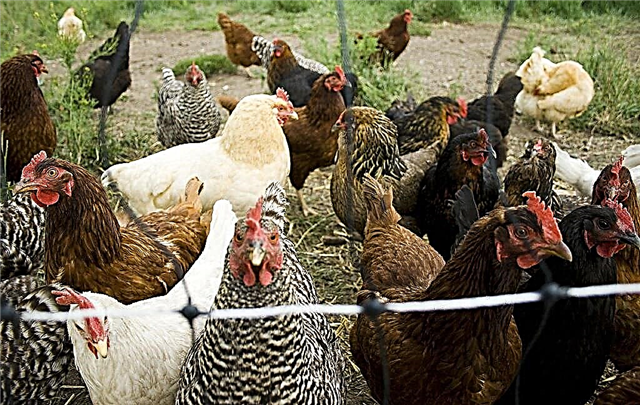 Χρήση λιπάσματος κοπριάς κοτόπουλου στον κήπο σας