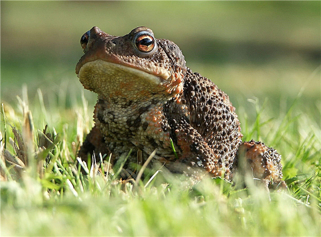 Toad Control: Cómo deshacerse de los sapos de jardín