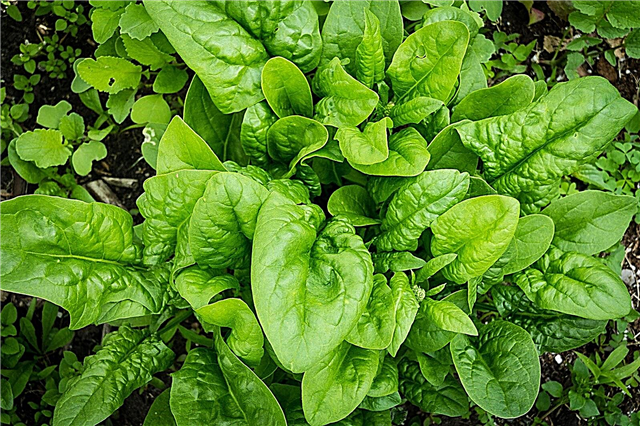 Anleitung zum Anpflanzen von Spinat: Wie man Spinat im Hausgarten anbaut