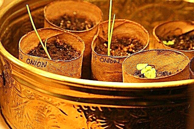 Creșterea semințelor de ceapă: plantarea semințelor de ceapă în grădină