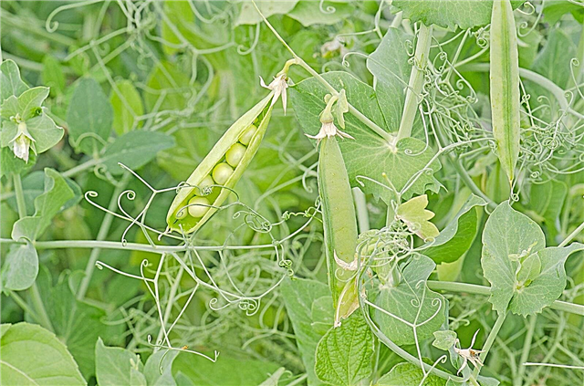 How To Grow Peas: ข้อกำหนดสำหรับการปลูกถั่ว