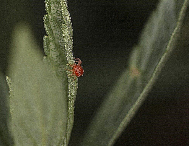 Ce este un acarian păianjen roșu: identificarea și controlul acarienilor roșii