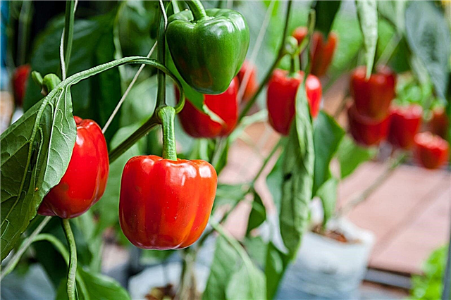 Informácie a výsadba papriky - Ako začať pestovať papriku