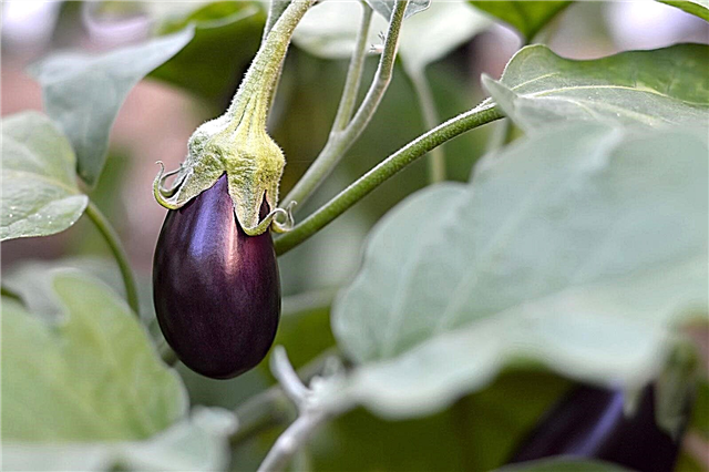 Cultiver des aubergines: comment planter des aubergines dans le jardin