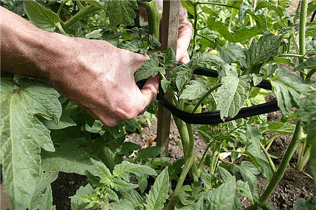 Staking Tomato Plants - ค้นหาวิธีที่ดีที่สุดในการวางมะเขือเทศ