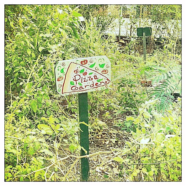 A Kid’s Pizza Herb Garden - Growing A Pizza Garden