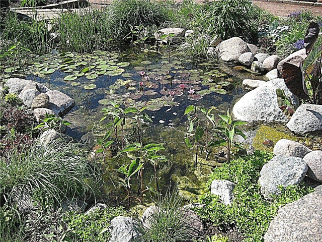 Lagoas diminutas - como construir uma lagoa pequena em seu jardim