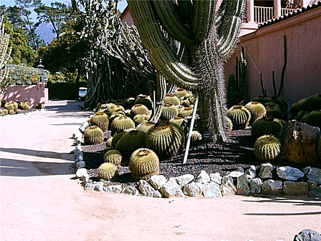 Kaktusová úprava - typy kaktusu pre záhradu