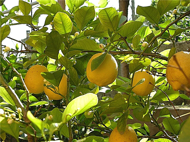 زراعة الليمون - كيف تنمو شجرة الليمون