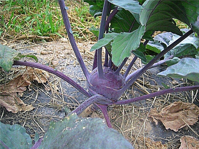 Comment faire pousser du chou-rave - Cultiver du chou-rave dans votre jardin