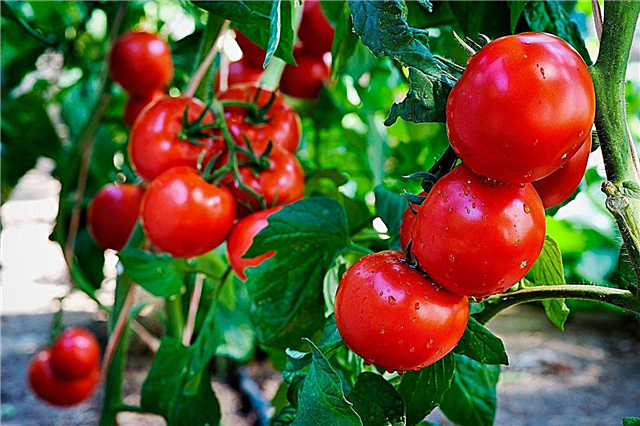 Keperluan Ringan Untuk Tomato - Berapa Banyak Tanaman Tomato Yang Perlu Matahari