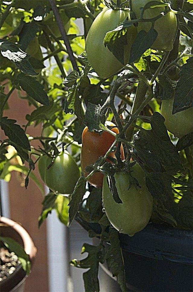 로마 토마토 재배를위한 팁