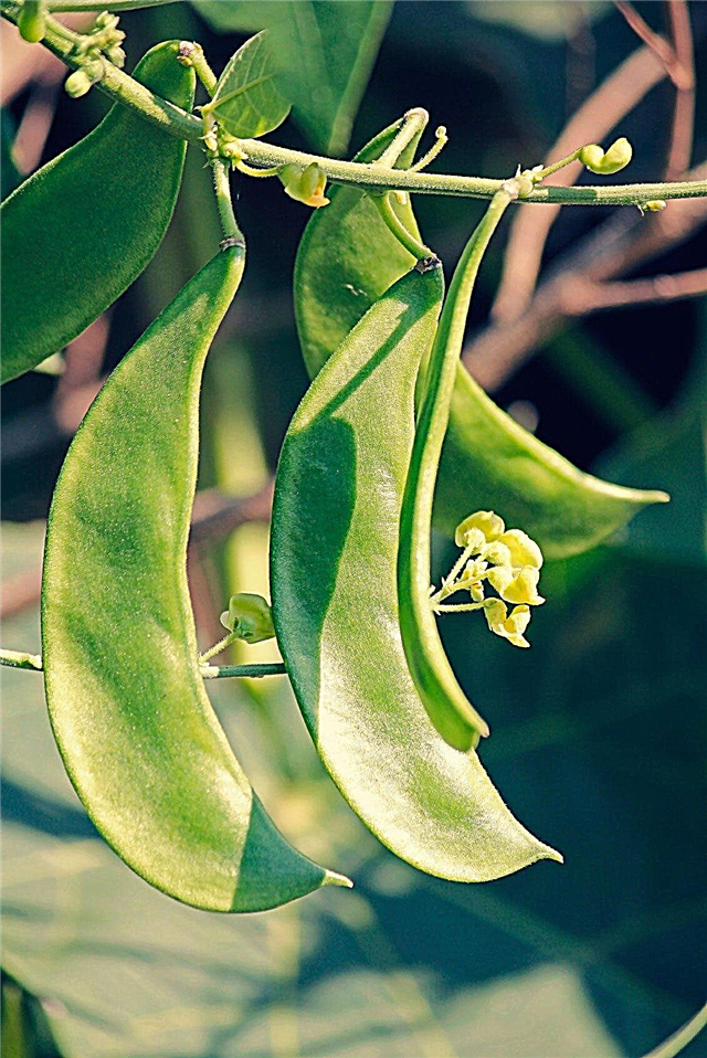 Å plante Lima Beans - Hvordan dyrke Lima Beans i grønnsakshagen din