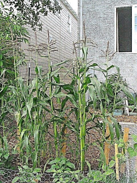 How To Grow Corn - Cara Menumbuhkan Jagung Anda Sendiri