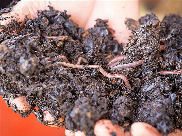 Cantitatea de viermi Vermicompost: de câți viermi de compost am nevoie