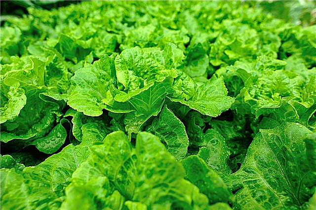 Anbau von Salat im Garten - Wie man Salatpflanzen anbaut