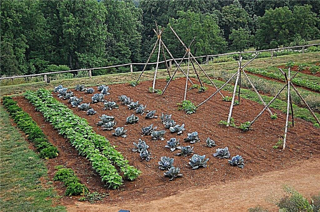 Rotación de verduras: rotación de cultivos de huertos familiares