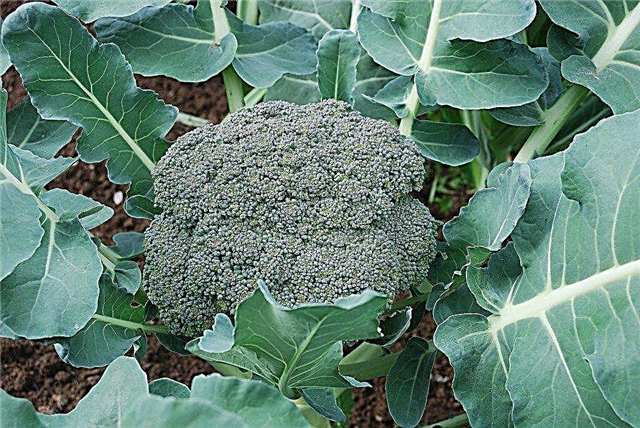 Kako žetvu brokule - kada brati brokoli