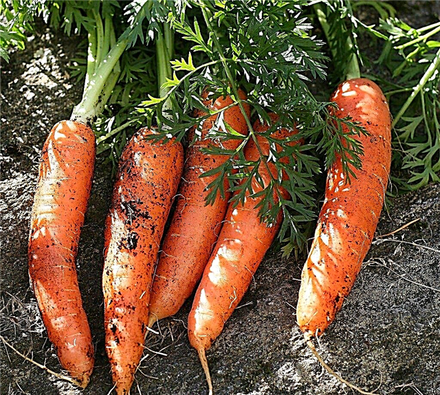 Como crescer cenouras - crescer cenouras no jardim