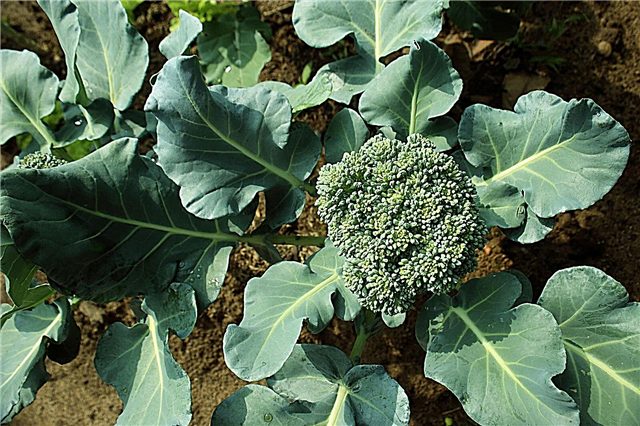 Cara Menanam Brokoli - Brokoli Tumbuh Di Taman Anda