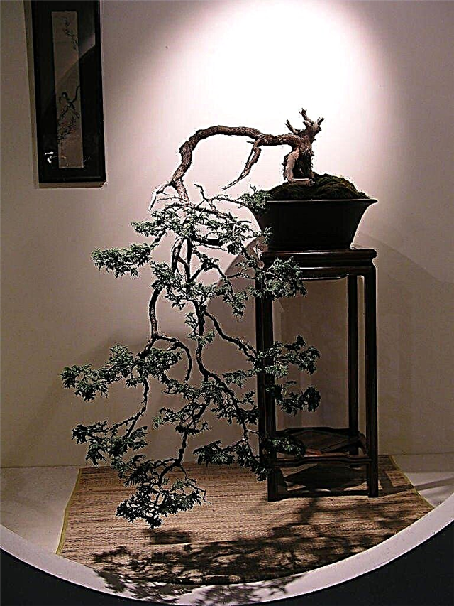 Erstellen eines Kaskaden-Bonsai - Formen und Stil