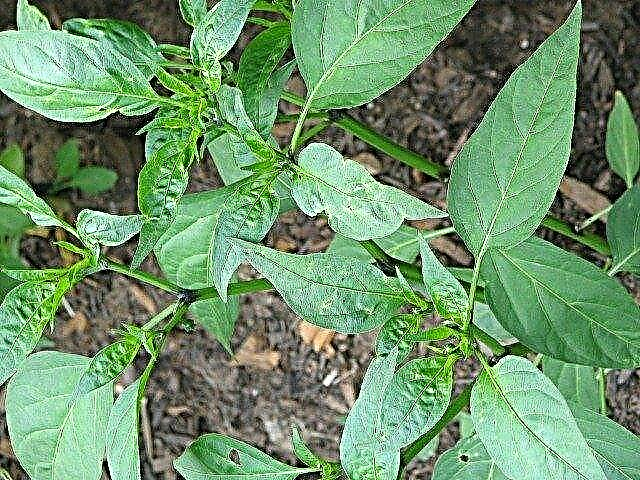 La potatura dei peperoni aiuta: come potare le piante di peperone