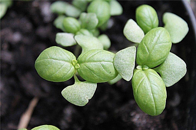 Cultivo de sementes de manjericão - Como plantar sementes de manjericão