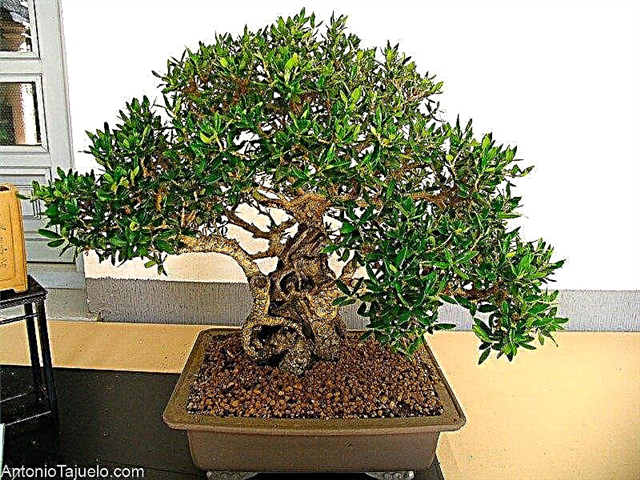 Co zrobić z pierwszym bonsai