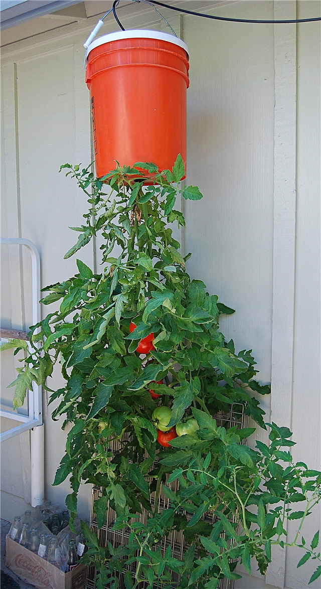 Wiszący ogród warzywny - jakie warzywa można uprawiać do góry nogami