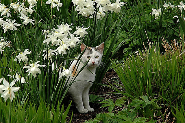 Katzenschutzmittel: Wie man Katzen vom Hof ​​fernhält