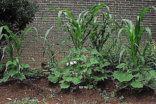 Un jardín de tres hermanas: frijoles, maíz y calabaza