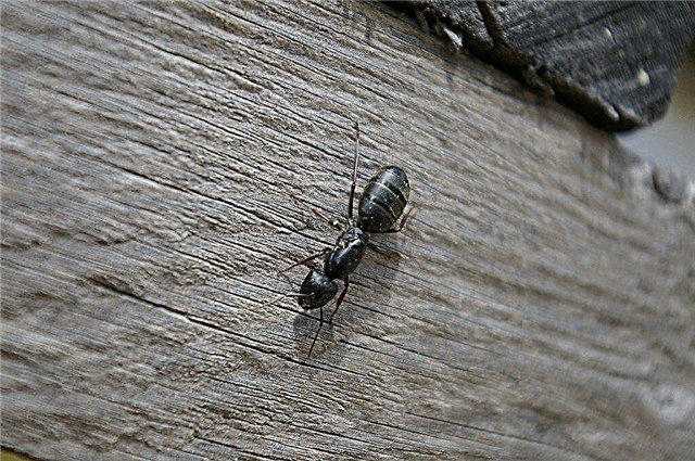 ¿Cómo me deshago de las hormigas carpinteras: remedios caseros para las hormigas carpinteras