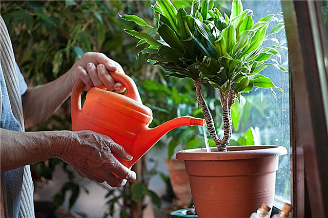 Potrebe vode za kućnim biljkama: koliko vode treba dati mojoj biljci