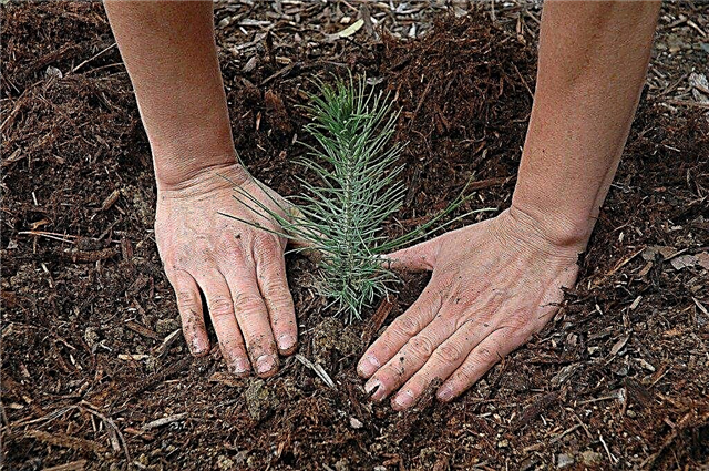 Como crescer um pinheiro a partir de sementes