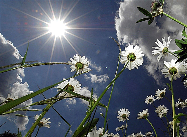 نباتات الشمس الكاملة - النباتات والزهور التي تعمل بشكل جيد في الشمس المباشرة