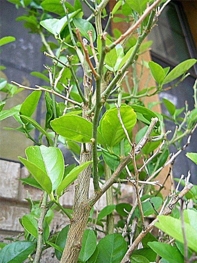 Lime kapljice - Lime drevo izgublja listje