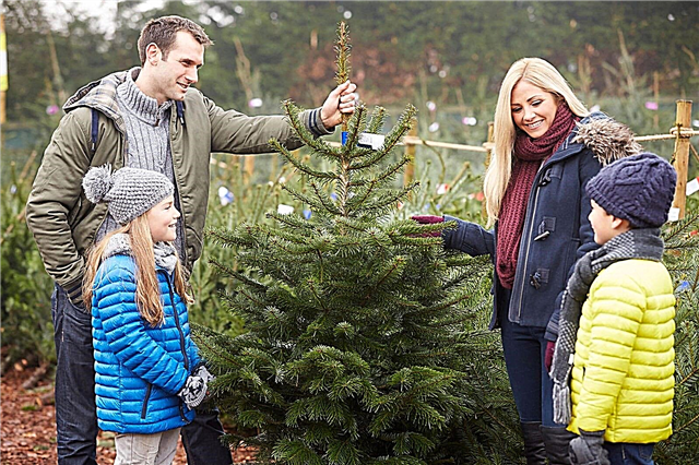 Elegir árboles de navidad: elegir un árbol de navidad para usted y su familia
