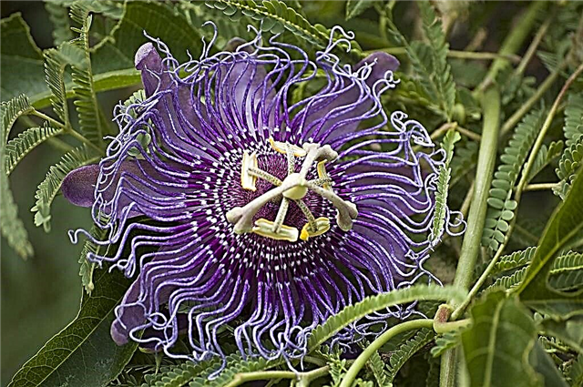 Passion Flower Winter Care Interior: Tips for Over Wintering Maracujá