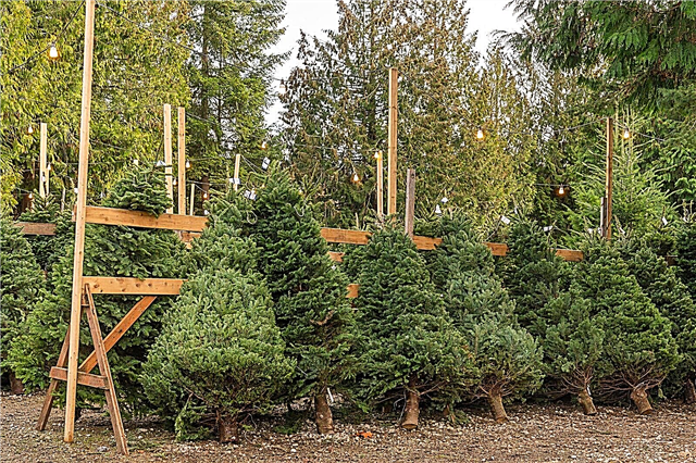 Comprensión de las variedades de árboles de Navidad
