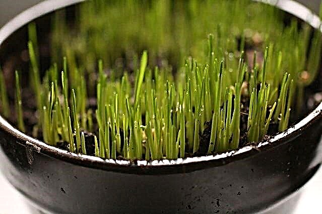 Crescer uma planta de grama - crescer dentro de casa