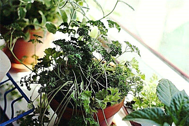 Indoor Herb Garden - Anbau eines Fensterbank-Kräutergartens