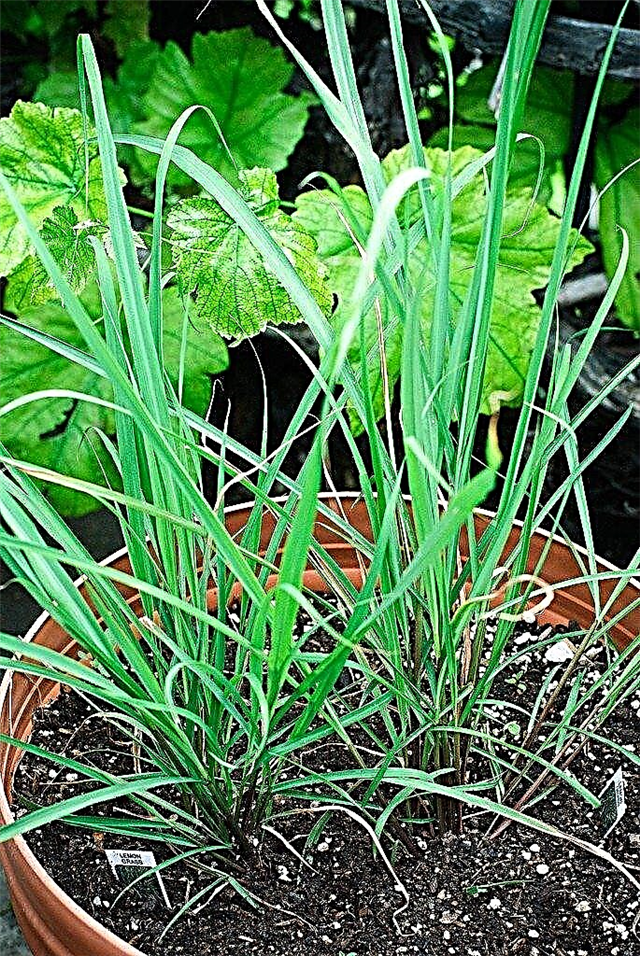 Билки от лимонена трева: Научете за отглеждането на растение от лимонена трева