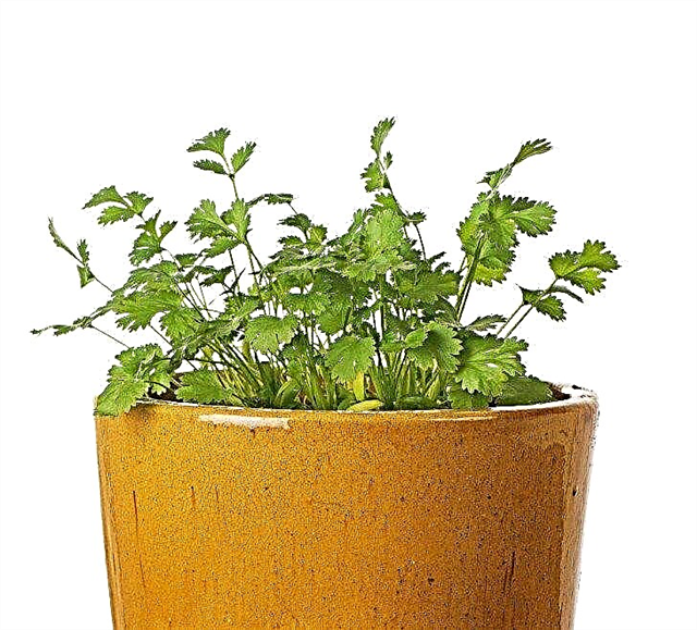 Cómo cultivar cilantro en interiores