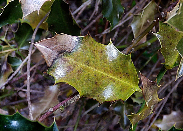 Maladies des buissons de houx: ravageurs et maladies endommageant les buissons de houx