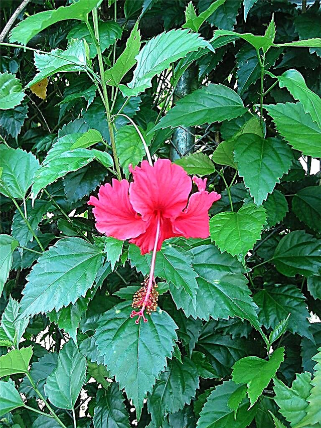 Conseils pour la taille des plantes d'hibiscus et quand tailler l'hibiscus
