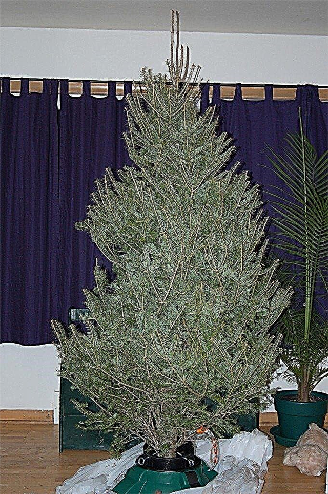 クリスマスツリーのケア：家の中で生きているクリスマスツリーの手入れ