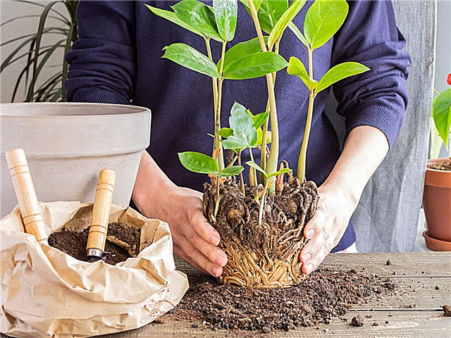 إعادة النباتات المنزلية: كيفية إعادة زراعة النباتات المنزلية