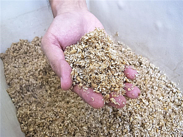 Información de compostaje casero: ¿puede compostar granos gastados?