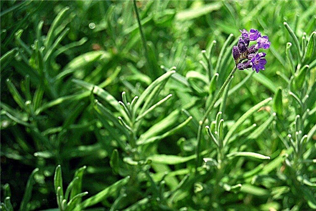 Lavendel in de tuin: informatie en groeiende lavendeltips